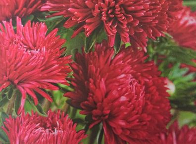 China Aster- Red Paeony Seeds