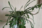 Epiphhyllum anguliger plant zigzag cactus