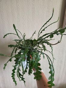 Epiphhyllum anguliger plant zigzag cactus