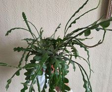 Epiphhyllum anguliger plant zigzag cactus