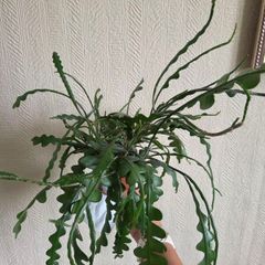 Epiphhyllum anguliger plant zigzag cactus