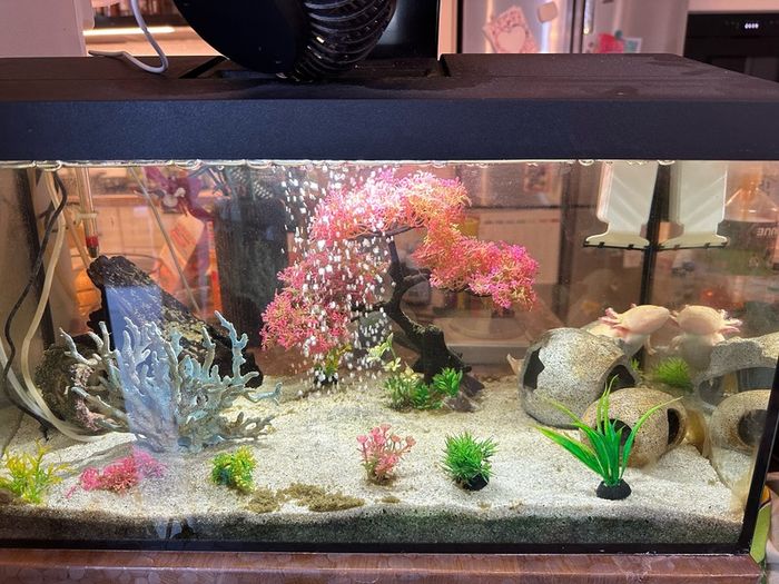 Axolotl & Full Tank Setup