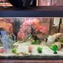 Axolotl & Full Tank Setup Image 2