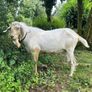 Stolen Buck Goat Image 3