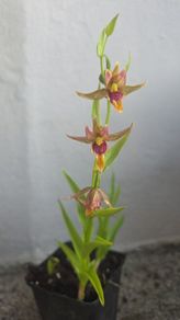 Garden Orchid