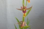Garden Orchid
