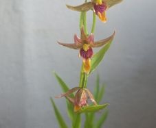 Garden Orchid