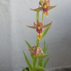 Garden Orchid