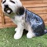 Large old english sheepdog Image 3