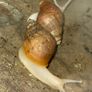 Giant African Land snail Image 2
