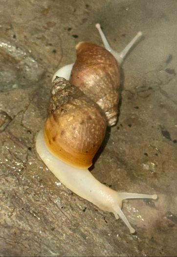 Giant African Land snail