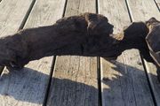 bog oak