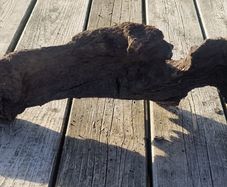 bog oak
