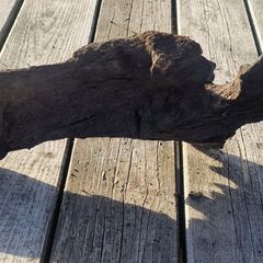 bog oak