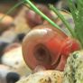 aquarium ramshorn snails (fresh water) Image 2
