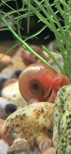 aquarium ramshorn snails (fresh water)