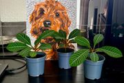plant of Happiness