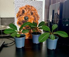plant of Happiness