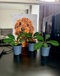 plant of Happiness