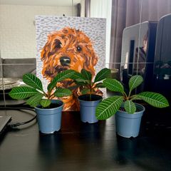 plant of Happiness
