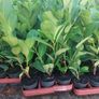 Laurel Hedging Image 4