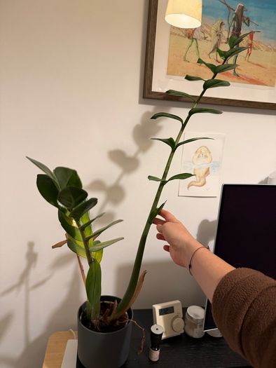 Plants for sale