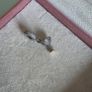Pandora pave cocktail glass charm perfect condition fully hallmarked Image 3