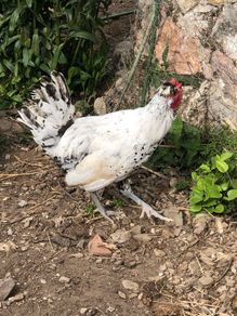 Appenzeller Rooster