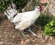 Appenzeller Rooster