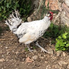 Appenzeller Rooster