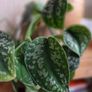 Scindapsus trebie plant Image 3