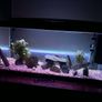 Tropical fish tank Image 4