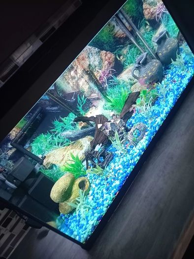fish tank