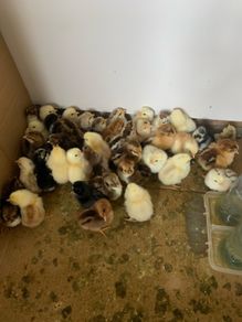day old chicks
