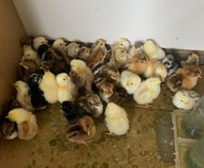 day old chicks