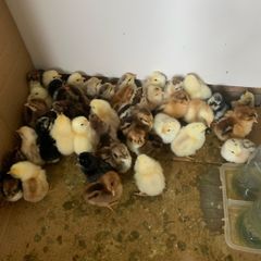 day old chicks