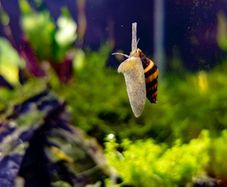 Assassin Snails