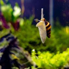 Assassin Snails