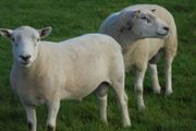 Texel and Charloais Rams