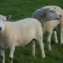 Texel and Charloais Rams Image 3