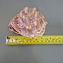 Large Shell Home decor Image 2
