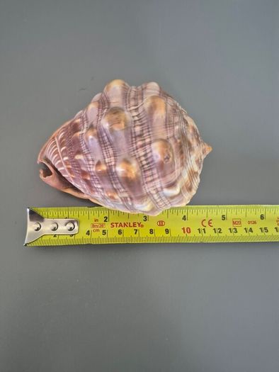 Large Shell Home decor