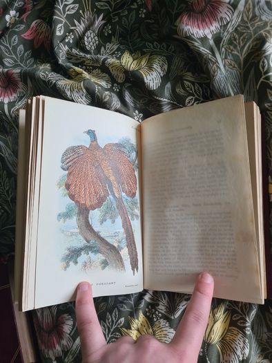 Scarce Lloyd's Natural History - 1896/7, 2 Vol. Set. Free Postage.