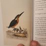 Graves Garden Birds. Selected British Garden  Birds. Beautiful Illustrated  Hardback In  Very Good Condition. Image 9
