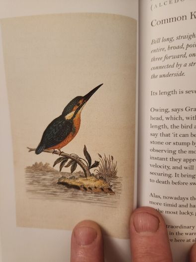 Graves Garden Birds. Selected British Garden  Birds. Beautiful Illustrated  Hardback In  Very Good Condition.