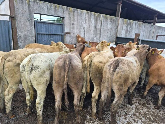 16  heifers