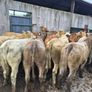 16  heifers Image 6
