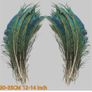 Real Peacock Feathers Image 8