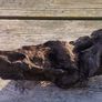 bog oak Image 7