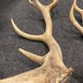 Deer Antlers Image 7
